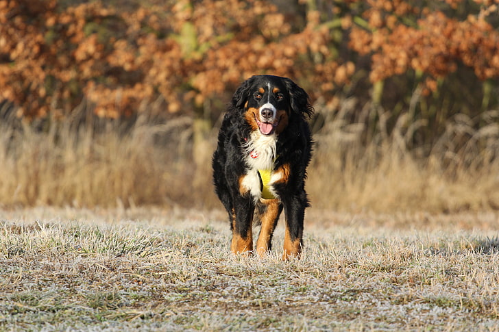 adult white and black Bernese mountain dog, bernese mountain dog, berner sennenhund, dog, walk, HD wallpaper