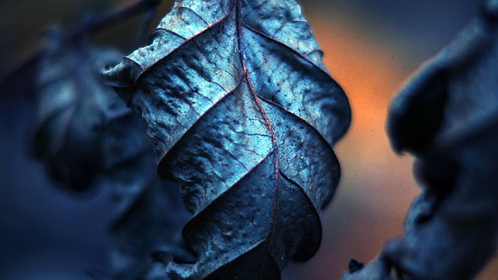 foglia pianta blu, fotografia, foglie, natura, filtro, profondità di campo, macro, piante, ciano, Sfondo HD HD wallpaper