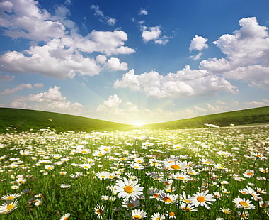 imagen de campo de flor de margarita, Fondo de pantalla HD HD wallpaper