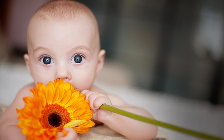 Babes Of Beauty Eyes, orange Gerbera daisy flower, Baby, , babes, saffron, cute, sunflower, eyes, HD wallpaper