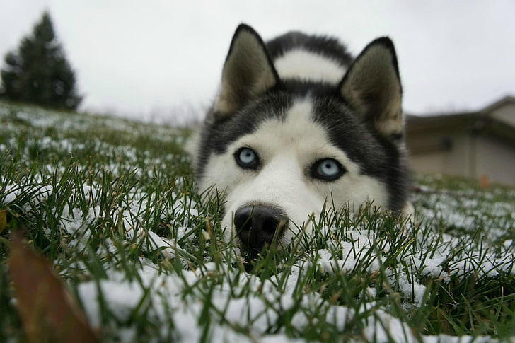 Сибирско хъски, сини очи, сняг, животни, куче, HD тапет