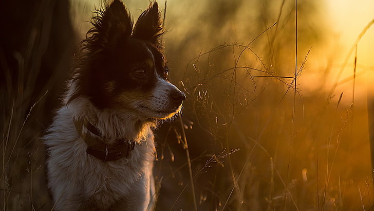 kurzhaariger weißer und schwarzer Hund, Tiere, Hund, Sonnenlicht, Zweige, HD-Hintergrundbild
