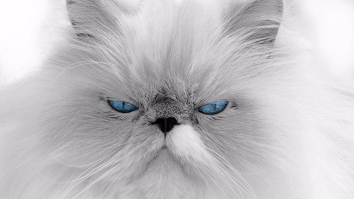 кошка, животное, голубые глаза, белый кот, злой, сиамский кот, сиамский, угрюмый кот, угрюмый, сварливый кот, сварливый, смешной, HD обои