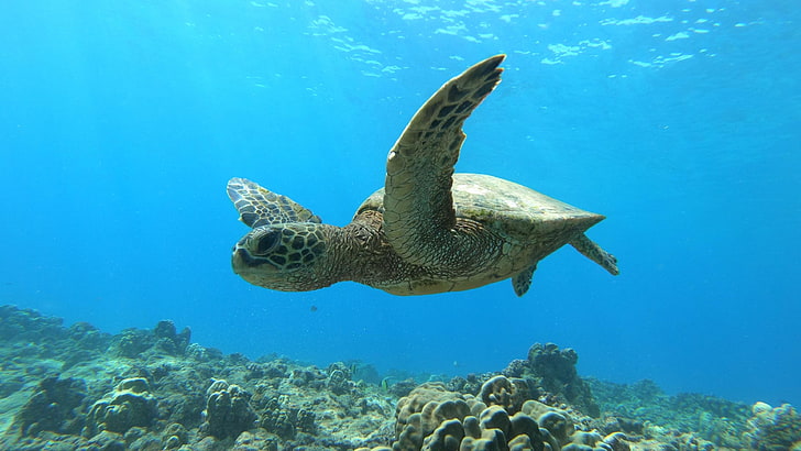 turtle, sea turtle, green sea turtle, ocean, fish, moorish idol, sunbeam, electric beach, kahe point beach, oahu, hawaii, underwater, HD wallpaper