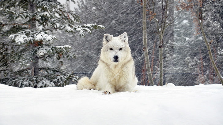 animals, white wolf, canine, wolf, arctic fox, samoyed, fox, spitz, dog, animal, domestic animal, HD wallpaper