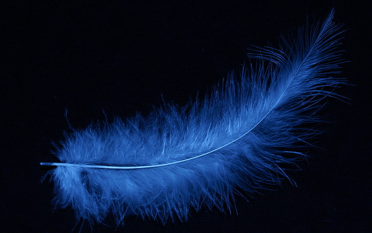 Blue feather, pen, blue, black background, HD wallpaper | Wallpaperbetter