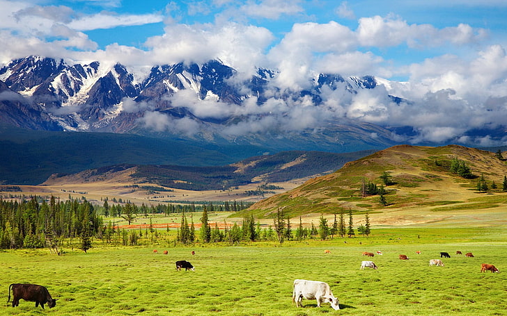 стадо говеда на тревно поле близо до планина, пейзаж, трева, планини, крава, животни, природа, облаци, HD тапет