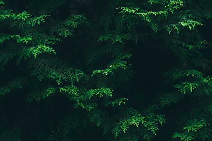 grünblättriger Baum, Blätter, Grün, Pflanze, Flora, HD-Hintergrundbild