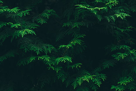 pohon berdaun hijau, daun, hijau, tanaman, flora, Wallpaper HD HD wallpaper