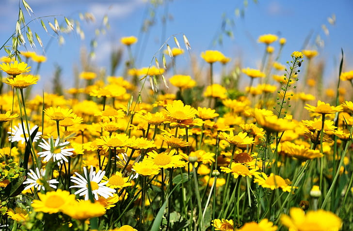 Желтые ромашки поле, желтый и белый подсолнух поле, небо, цветы, поле, луг, желтый, HD, ромашки, HD обои