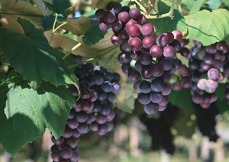 Weintraube Früchte, Trauben, Zweig, Bund, reif, HD-Hintergrundbild
