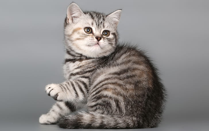 British Shorthair Kitten, kitten, kitty, HD wallpaper