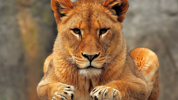 singa, binatang, kucing besar, Wallpaper HD