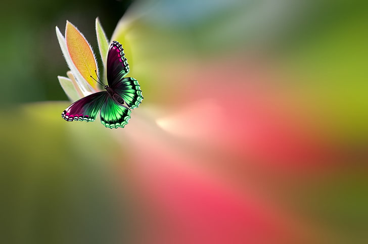 green and black butterfly illustration, flower, butterfly, paint, beautiful, bright, motley, Josep Sumalla, HD wallpaper