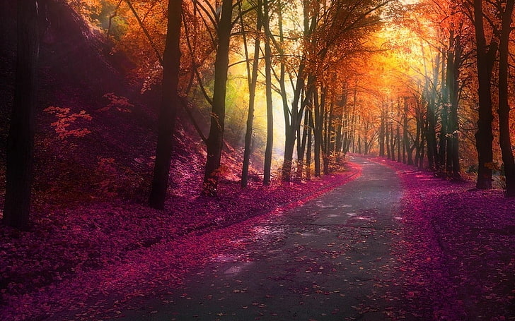 кафяви листни дървета, снимка на път с лилави листа до пътя, природа, падане, парк, дървета, цветен, пейзаж, листа, хълмове, път, светлини, HD тапет