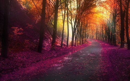 кафяви листни дървета, снимка на път с лилави листа до пътя, природа, падане, парк, дървета, цветен, пейзаж, листа, хълмове, път, светлини, HD тапет HD wallpaper