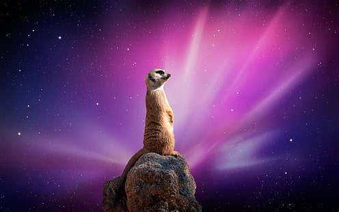 Animal, Meerkat, HD wallpaper HD wallpaper