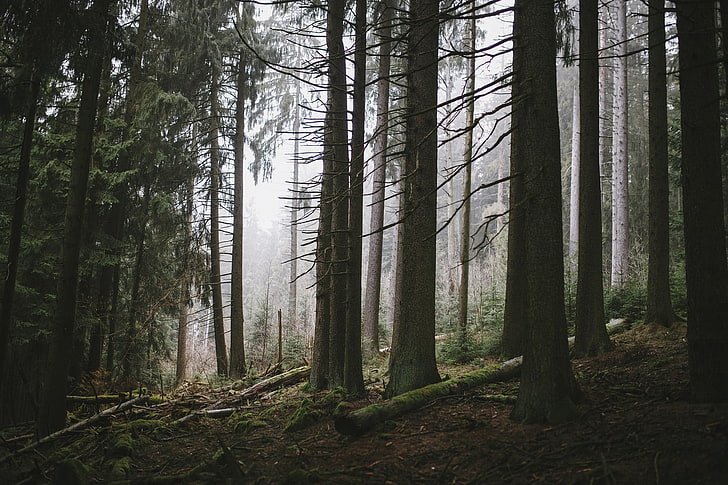 czarno-biała metalowa rama, fotografia, przyroda, las, ciemność, drzewa, martwe drzewa, mech, Tapety HD