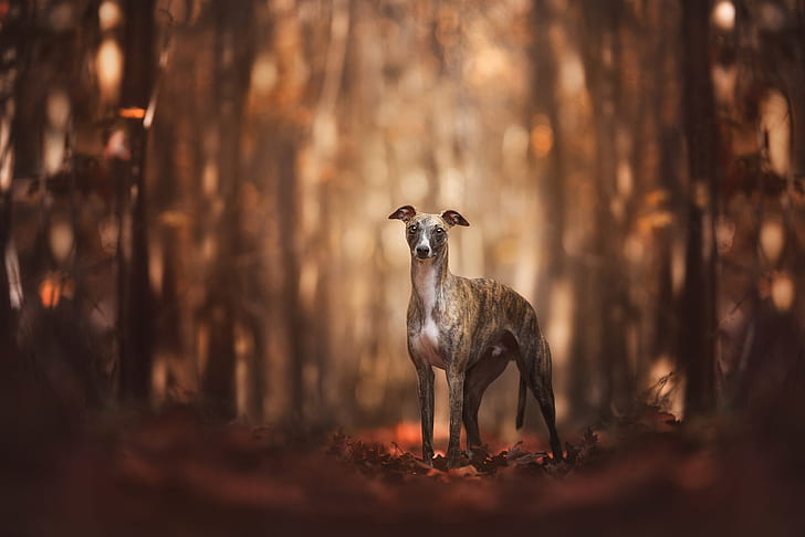 autumn, forest, look, leaves, light, trees, nature, pose, Park, background, trunks, dog, walk, is, bokeh, Italian Greyhound, HD wallpaper