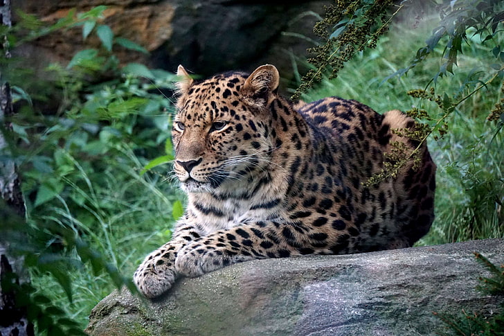 gatto grande, pelliccia, leipzig, leopardo, predatore, zoo, Sfondo HD