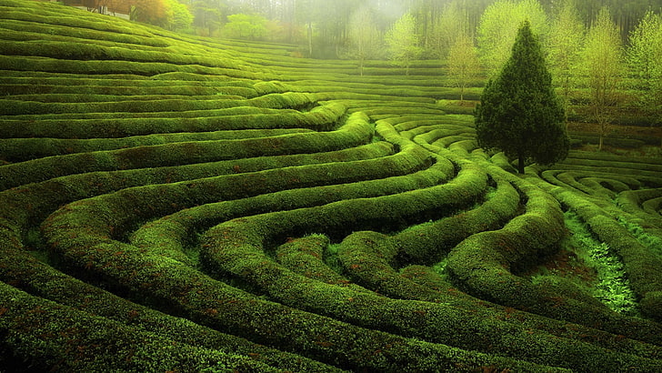 Alpines grüner Tee-Windows 10 HD Wallpaper, Labyrinth des grünen Grases, HD-Hintergrundbild