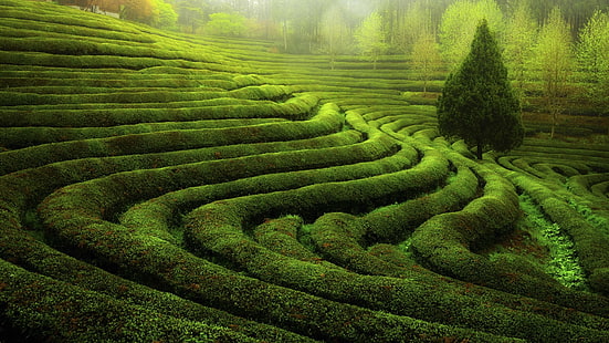 Alpines grüner Tee-Windows 10 HD Wallpaper, Labyrinth des grünen Grases, HD-Hintergrundbild HD wallpaper
