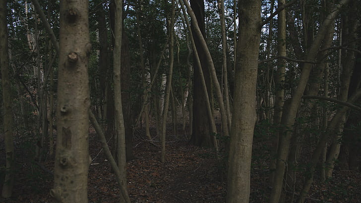 forêt, arbres, Fond d'écran HD