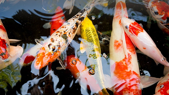 poisson, koi, rouge et blanc, poisson, koi, rouge et blanc, Fond d'écran HD HD wallpaper