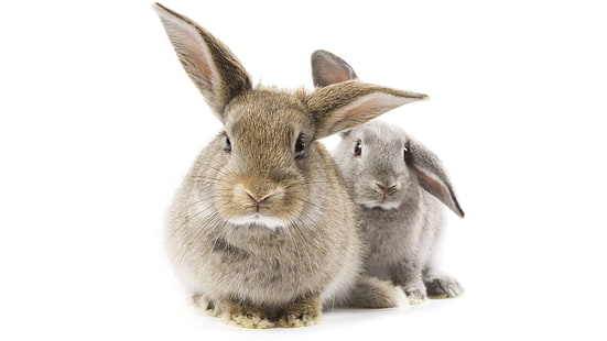 灰色ウサギ2匹、灰色ウサギ、毛皮で覆われた動物、耳、 HDデスクトップの壁紙 HD wallpaper