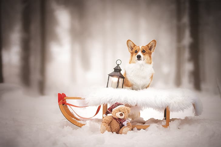 winter, dogs, snow, lantern, bear, sleigh, sled, bokeh, Teddy bear, Welsh Corgi, HD wallpaper