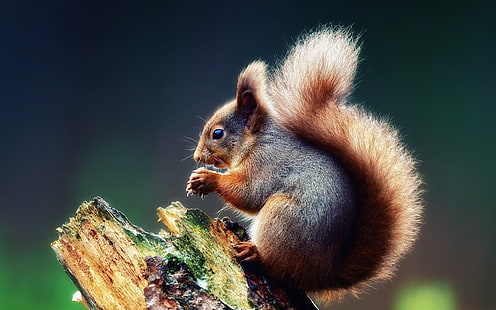 Tiere, Eichhörnchen, HD-Hintergrundbild HD wallpaper