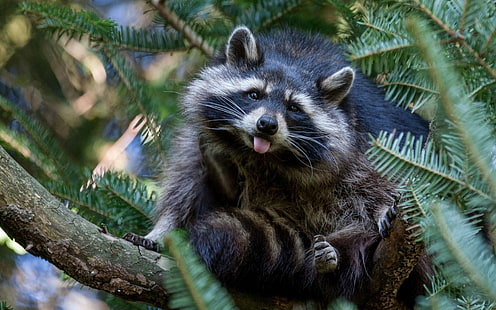 raccoons, animals, HD wallpaper HD wallpaper
