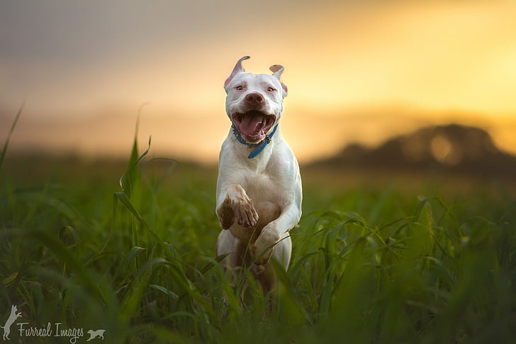 white and black American Pit Bull Terrier, photography, nature, animals, dog, HD wallpaper