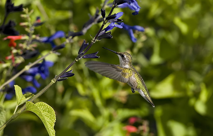 brown hummingbird, hummingbird, bird, flight, flowers, sweep, wings, HD wallpaper