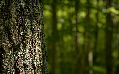 Green Trees Forest Bokeh HD, natura, drzewa, zieleń, las, bokeh, Tapety HD HD wallpaper