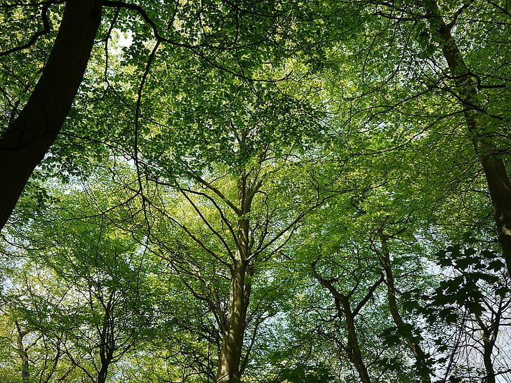 Spring Canopy, gröna träd, vår, skugga, fred, bok, varm, 3d och abstrakt, HD tapet