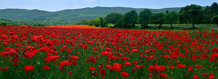 mountains, hills, field, red petaled flower field, trees, flowers, field, mountains, meadow, grass, hills, poppies, HD wallpaper
