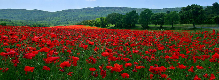 mountains, hills, field, red petaled flower field, trees, flowers, field, mountains, meadow, grass, hills, poppies, HD wallpaper HD wallpaper