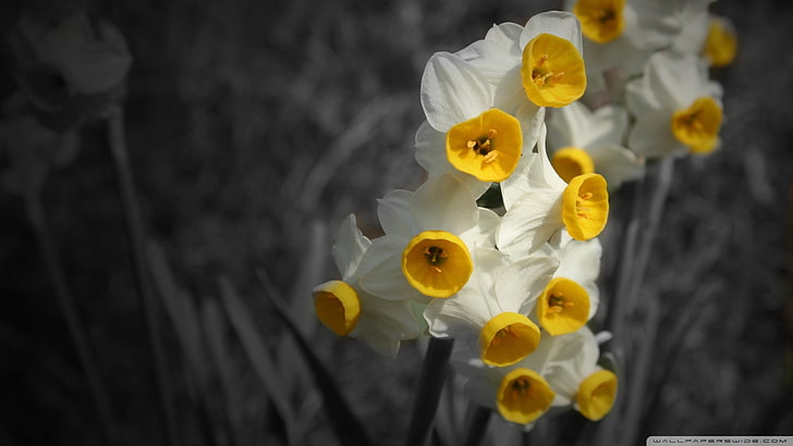 daffodils, flowers, selective coloring, plants, white flowers, yellow flowers, HD wallpaper