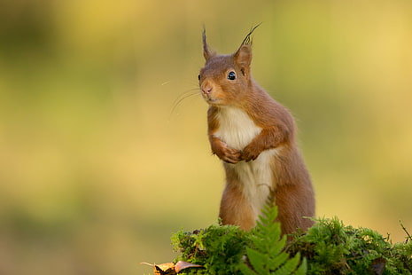 Natur, Tiere, Eichhörnchen, HD-Hintergrundbild HD wallpaper
