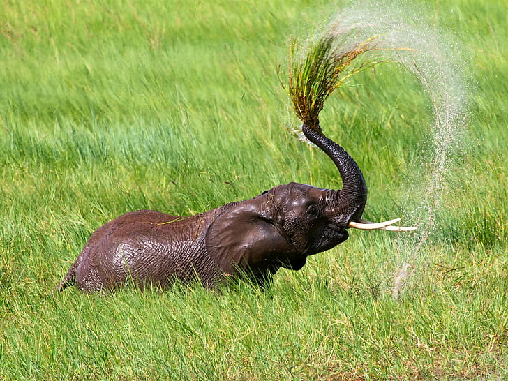 Tanzania, Afryka, trawa, prysznic słonia, Tanzania, Afryka, trawa, słoń, prysznic, Tapety HD