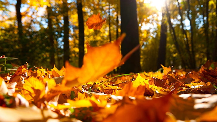 кафяви сухи листа, природа, гора, листа, есен, дървета, HD тапет