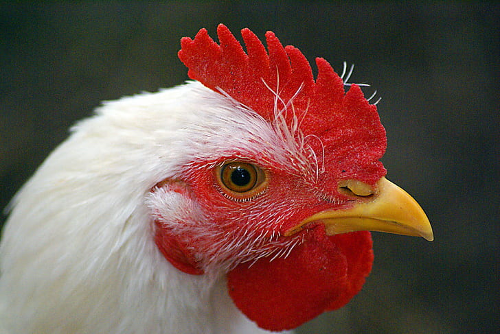 94 Gambar Hewan Ayam Jantan HD Terbaik