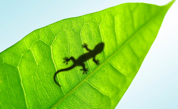 Gecko auf einem Blatt, grünblättrige Pflanze und Eidechse, Tiere, Reptilien und Frösche, Blatt, Gecko, HD-Hintergrundbild