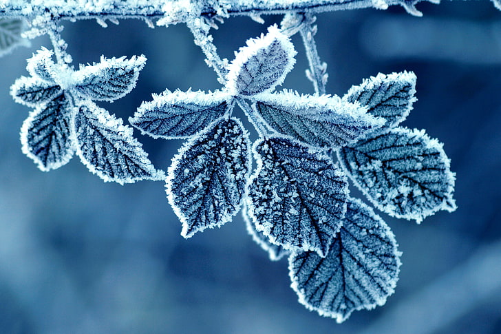 photographie en gros plan de plantes à feuilles grises, feuilles, gel, hiver, neige, froid, Fond d'écran HD