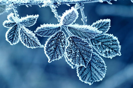 närbild fotografering av gråbladiga växter, löv, frost, vinter, snö, kyla, HD tapet HD wallpaper