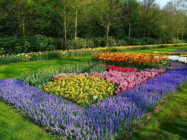 campo de lavanda roxo, muscari, tulipas, flor, canteiro de flores, parque, padrão, HD papel de parede