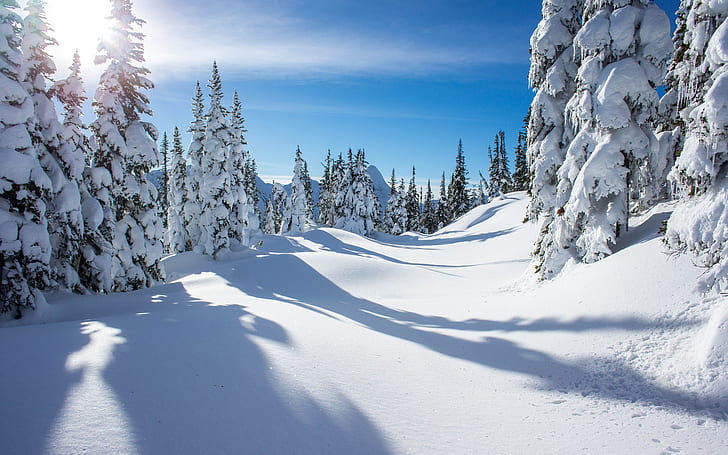 Alberi di luce solare di inverno della neve HD, natura, alberi, luce solare, neve, inverno, Sfondo HD