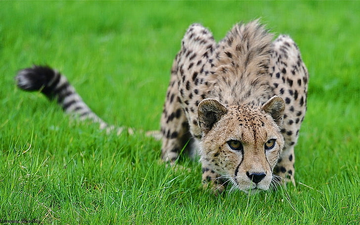 brown leopard, cheetah, grass, hunting, pose, lurk, big cat, spotted, HD wallpaper