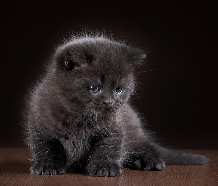 kitty, grey, baby, wallpapers, cats, HD wallpaper